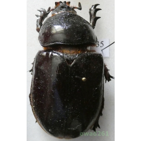 Augosoma centaurus (Fabricius, 1775) female Cameroon 52mm35